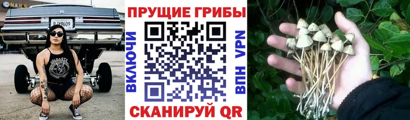 Псилоцибиновые грибы MAGIC MUSHROOMS  ссылка на мегу рабочий сайт  Королёв  купить наркоту 
